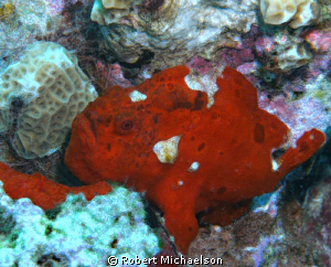 Frogfish taken with Sealife Dc1000 and single strobe by Robert Michaelson 